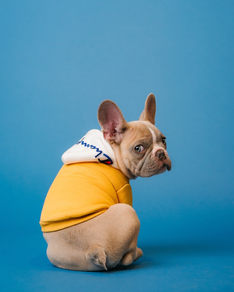 collection-collars — Maison Woof