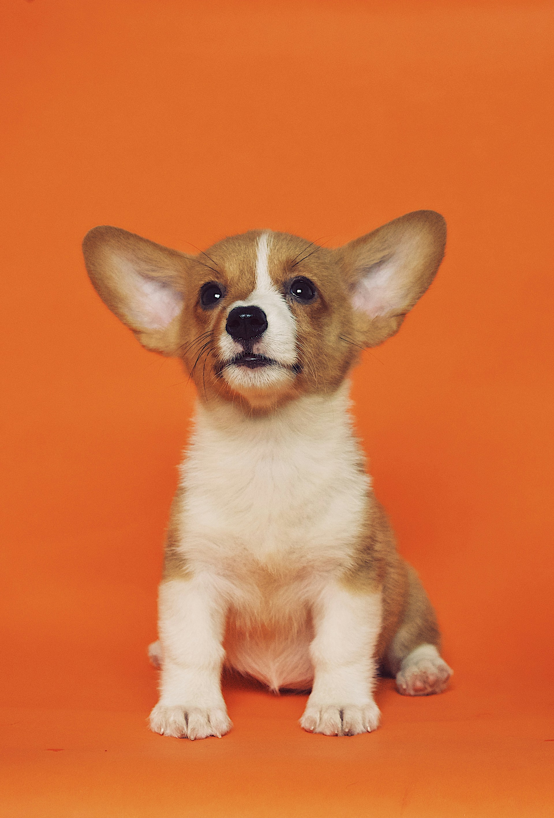 Maison Woof — hero-banner